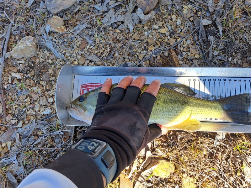 Fish Measure Picture