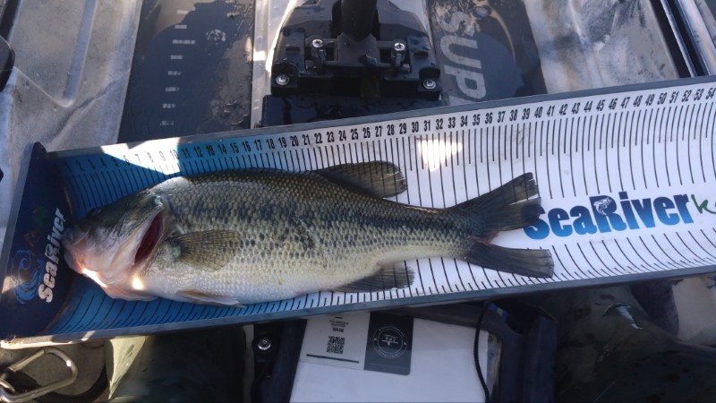 Fish Measure Picture