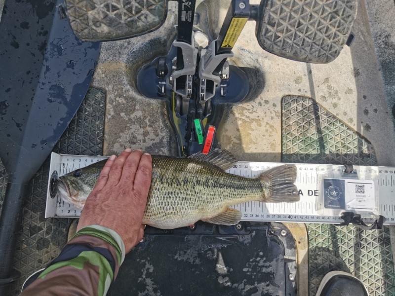 Fish Measure Picture