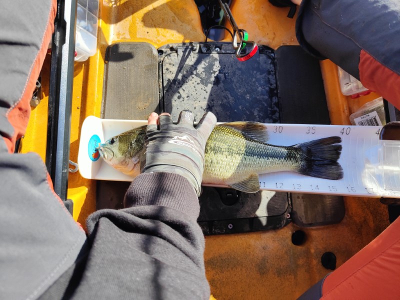 Fish Measure Picture