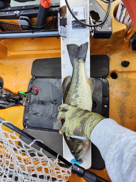 Fish Measure Picture