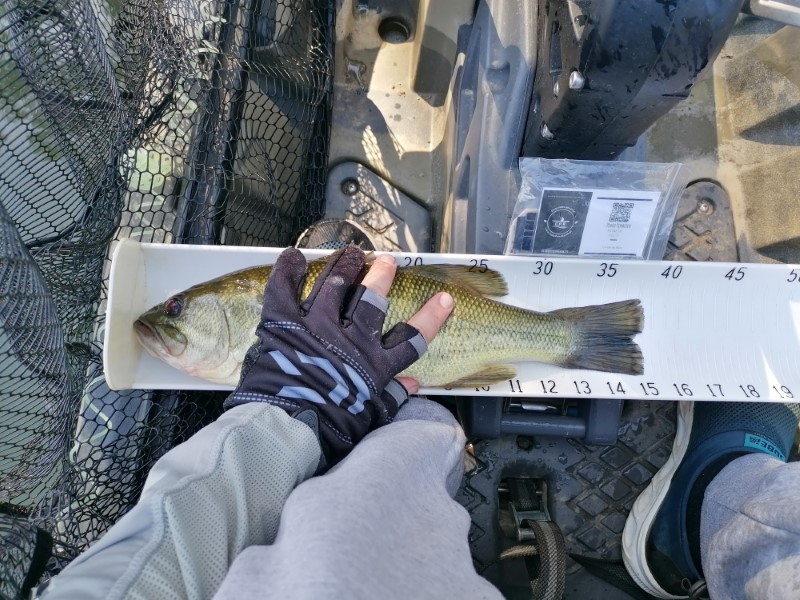 Fish Measure Picture