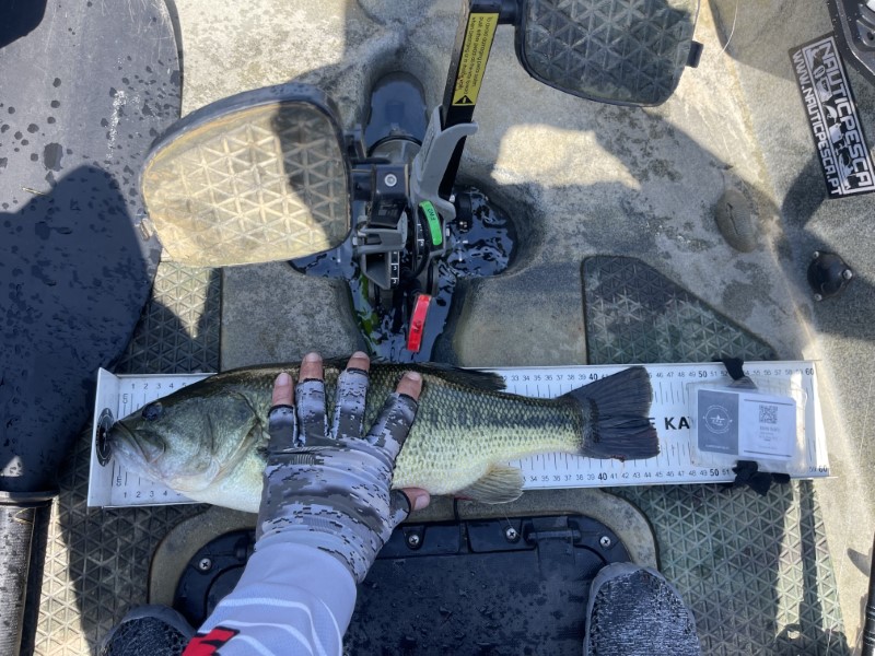 Fish Measure Picture