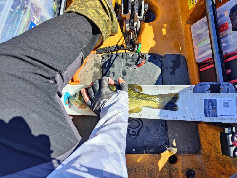 Fish Measure Picture