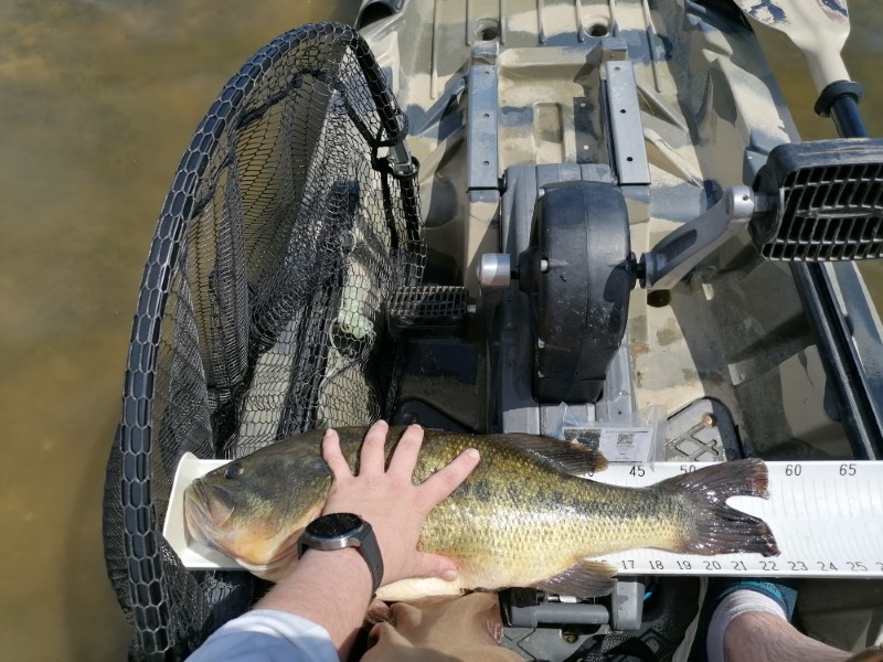 Fish Measure Picture