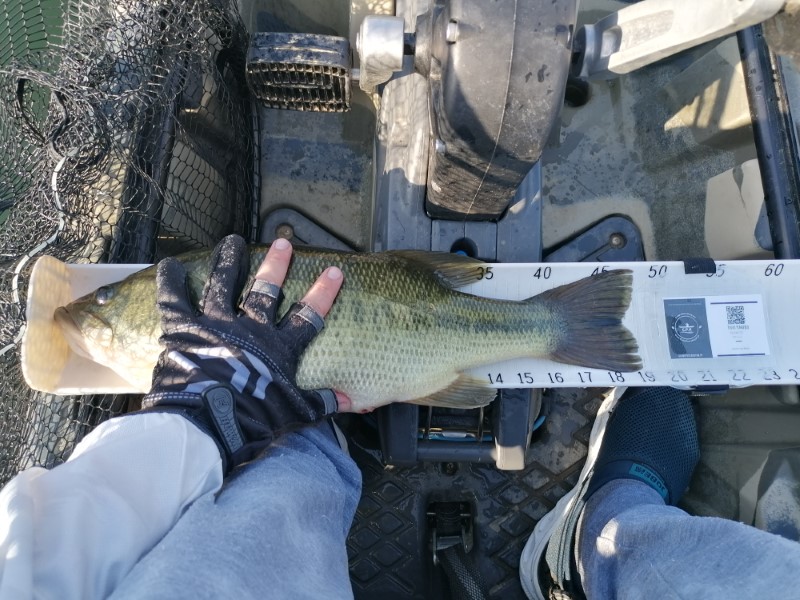 Fish Measure Picture