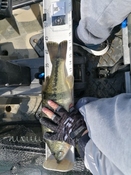 Fish Measure Picture