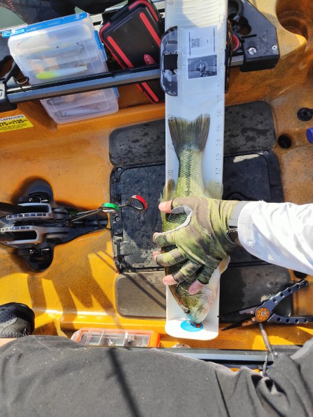 Fish Measure Picture